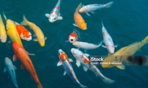 Ornamental koi carp fish waiting to be fed