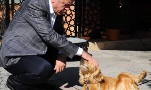 35654466_10156757522910955_4366646451879542784_n